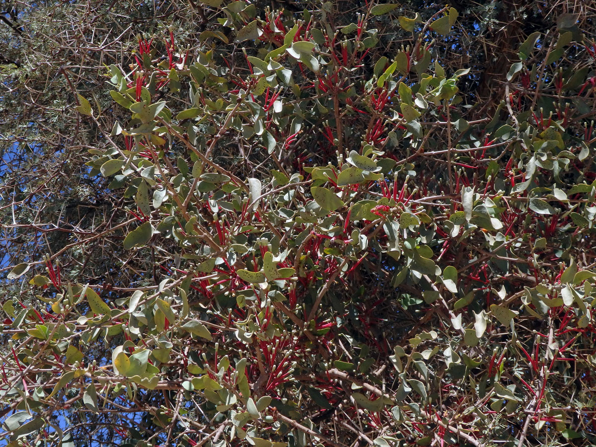 Tapinanthus oleifolius (J. C. Wendl.) Danser