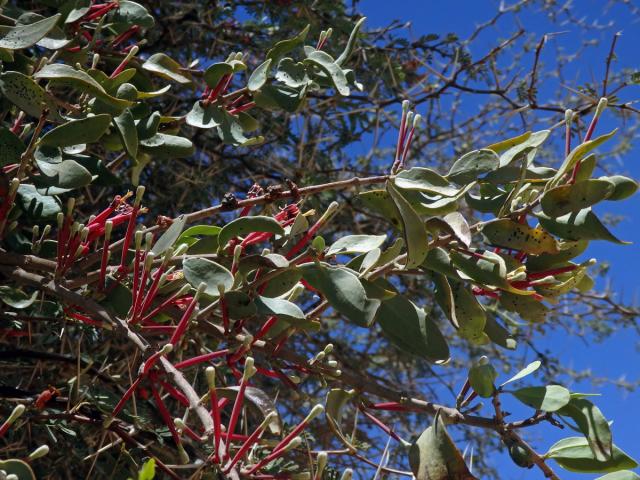 Tapinanthus oleifolius (J. C. Wendl.) Danser