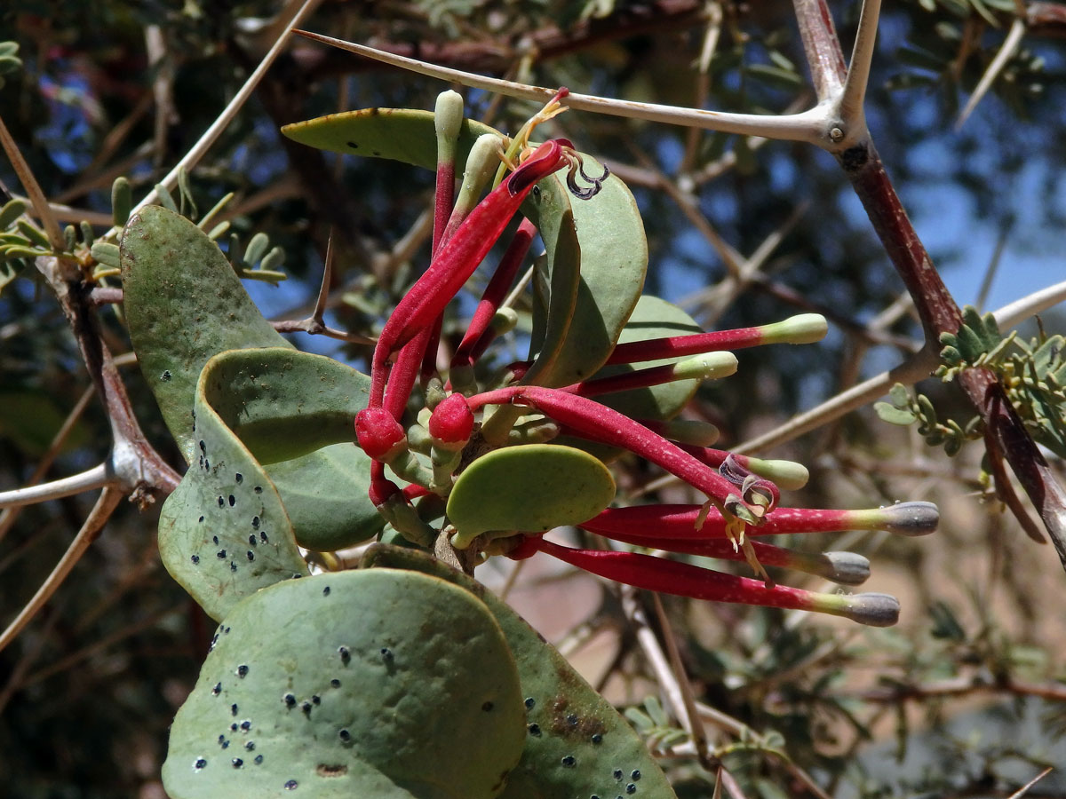 Tapinanthus oleifolius (J. C. Wendl.) Danser