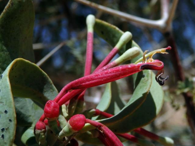 Tapinanthus oleifolius (J. C. Wendl.) Danser