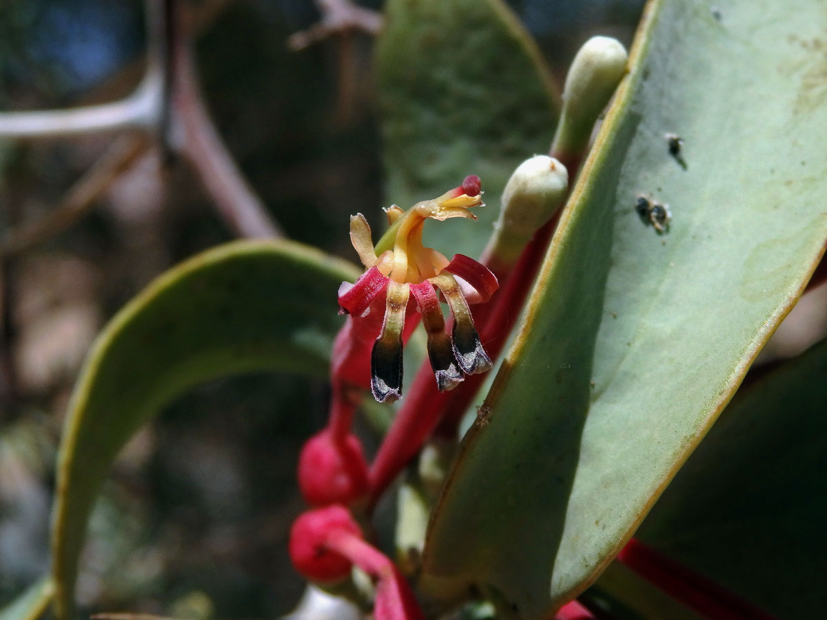 Tapinanthus oleifolius (J. C. Wendl.) Danser