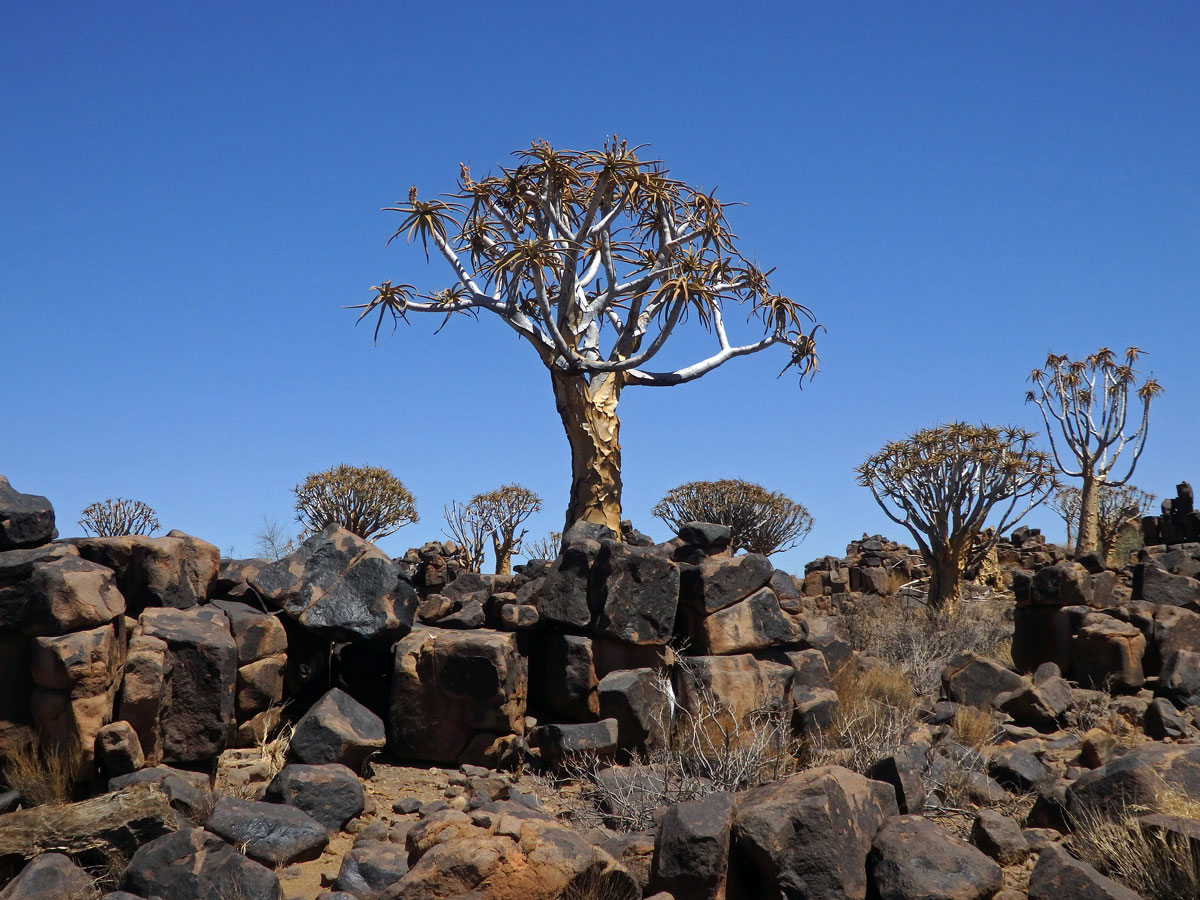 Aloe (Aloe dichotoma Masson)