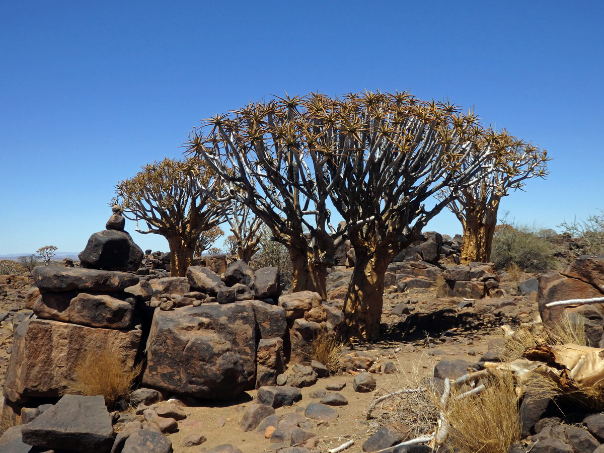 Aloe (Aloe dichotoma Masson)