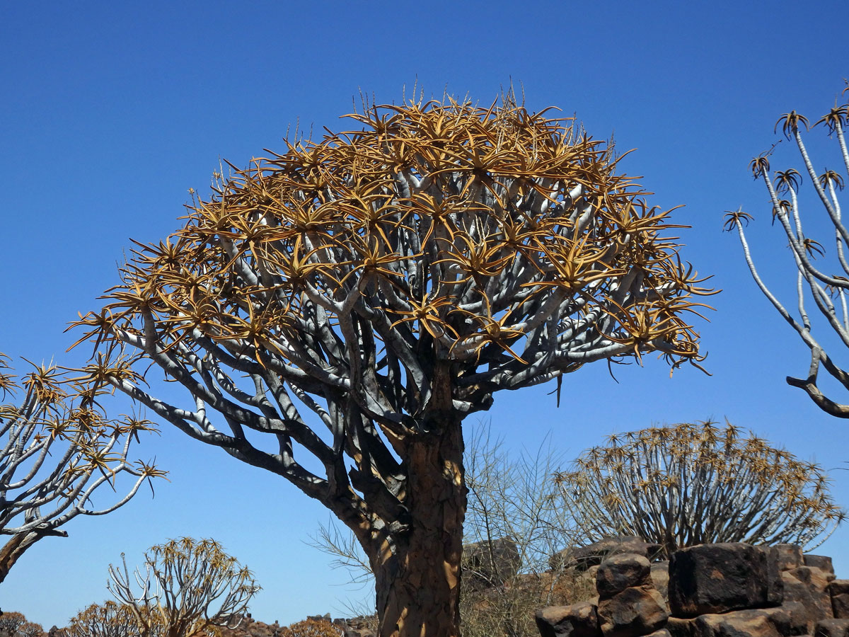 Aloe (Aloe dichotoma Masson)