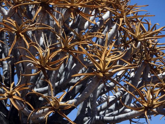 Aloe (Aloe dichotoma Masson)