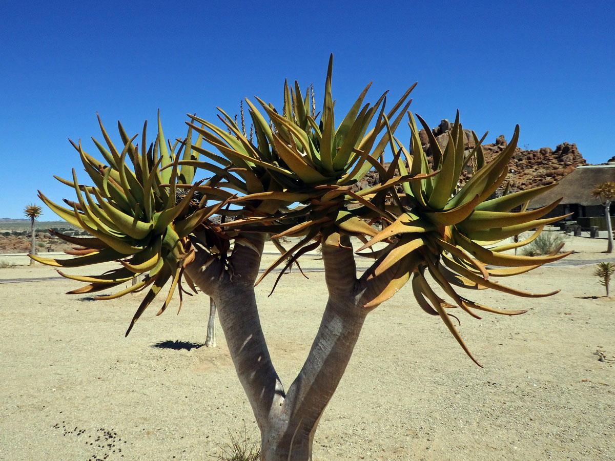 Aloe (Aloe dichotoma Masson)