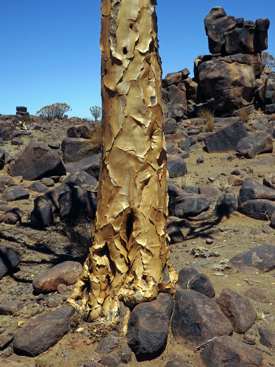 Aloe (Aloe dichotoma Masson)