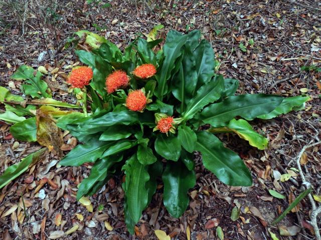 Krvokvět (Scadoxus puniceus (L.) Friis & Nordal)