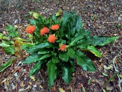 Krvokvět (Scadoxus puniceus (L.) Friis & Nordal)    