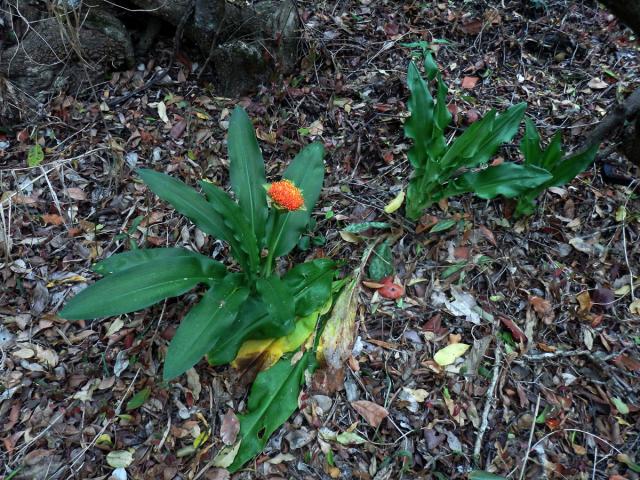 Krvokvět (Scadoxus puniceus (L.) Friis & Nordal)