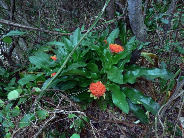 Krvokvět (Scadoxus puniceus (L.) Friis & Nordal)