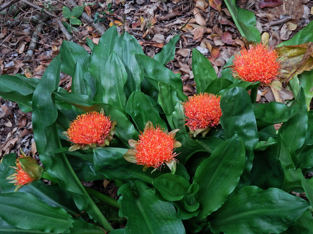 Krvokvět (Scadoxus puniceus (L.) Friis & Nordal)