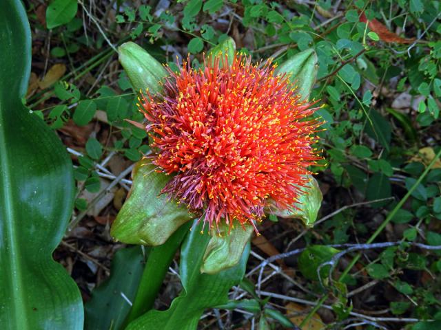 Krvokvět (Scadoxus puniceus (L.) Friis & Nordal)