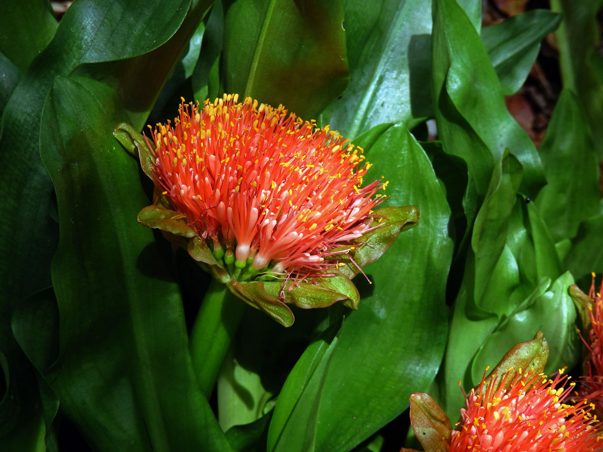 Krvokvět (Scadoxus puniceus (L.) Friis & Nordal)