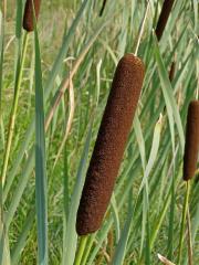 Orobinec širolistý (Typha latifolia L.)