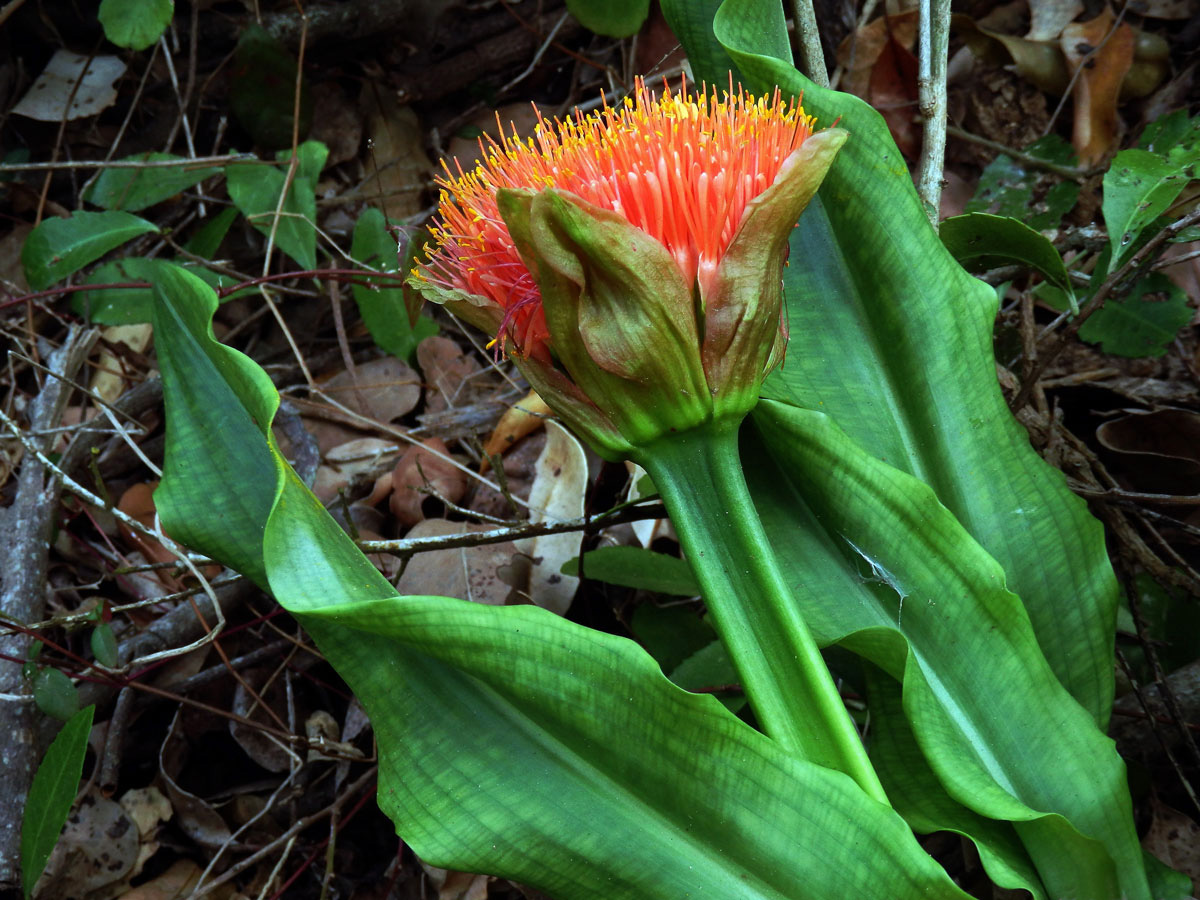 Krvokvět (Scadoxus puniceus (L.) Friis & Nordal)