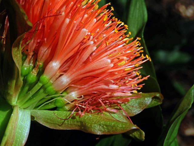 Krvokvět (Scadoxus puniceus (L.) Friis & Nordal)