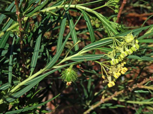 Gomphocarpus filiformis (E.Mey.) Dietr.