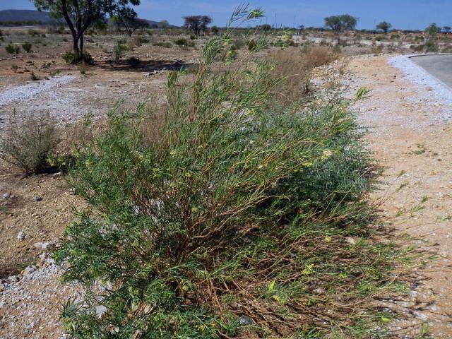 Gomphocarpus filiformis (E.Mey.) Dietr.