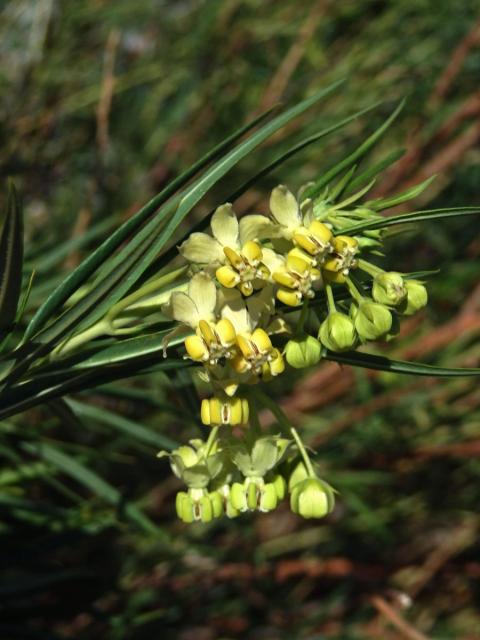 Gomphocarpus filiformis (E.Mey.) Dietr.