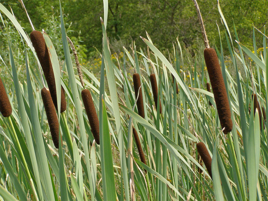 Orobinec širolistý (Typha latifolia L.)