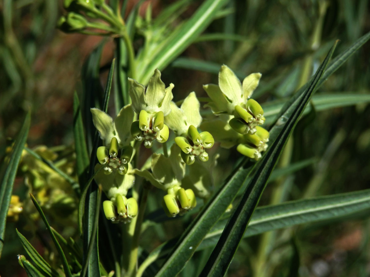 Gomphocarpus filiformis (E.Mey.) Dietr.