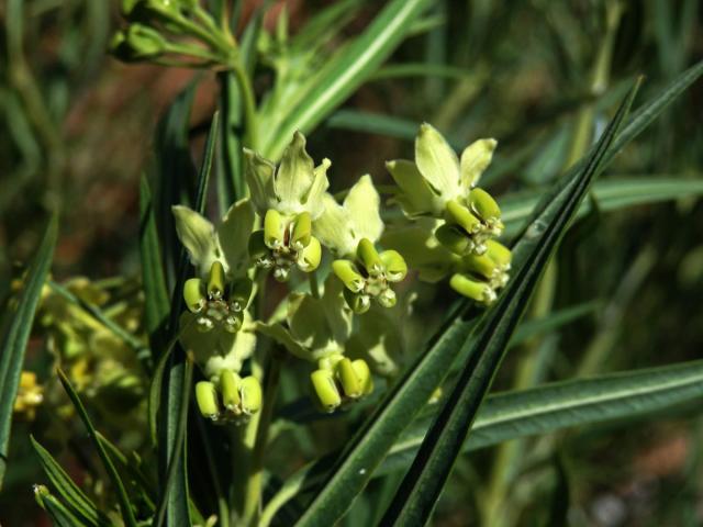 Gomphocarpus filiformis (E.Mey.) Dietr.