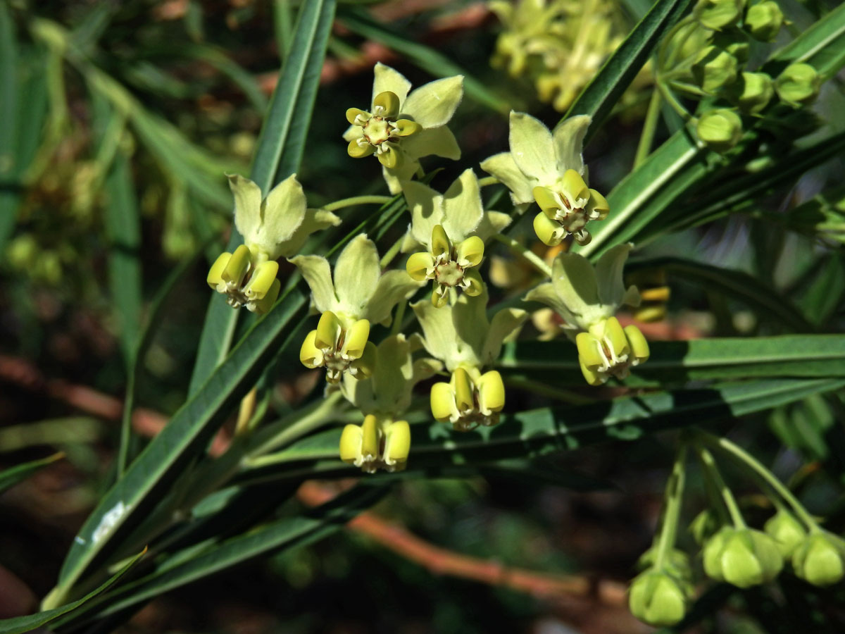 Gomphocarpus filiformis (E.Mey.) Dietr.