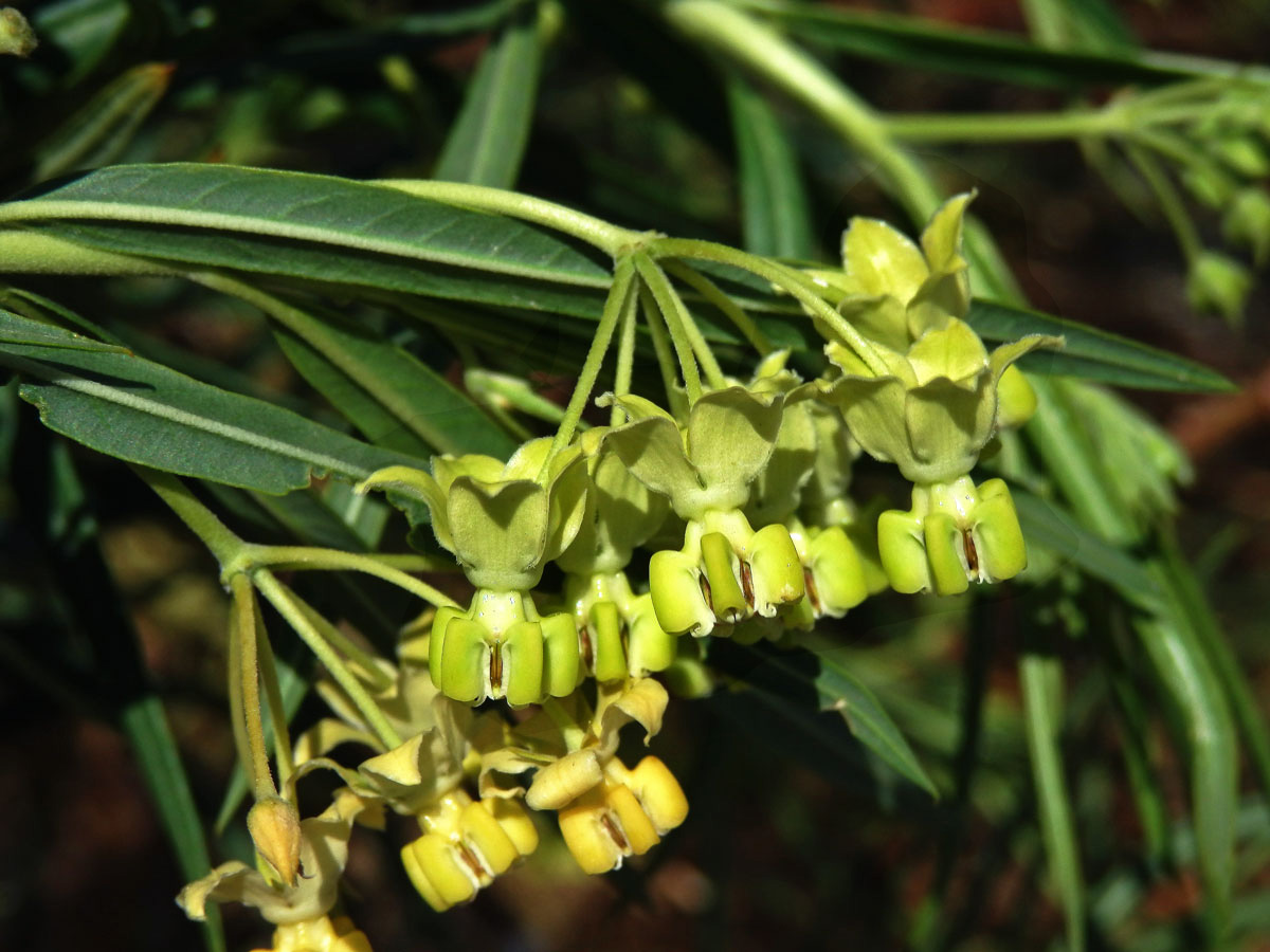 Gomphocarpus filiformis (E.Mey.) Dietr.