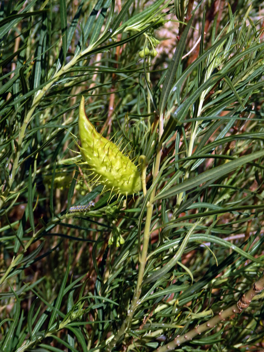 Gomphocarpus filiformis (E.Mey.) Dietr.