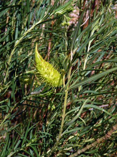 Gomphocarpus filiformis (E.Mey.) Dietr.