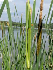 Orobinec širolistý (Typha latifolia L.)