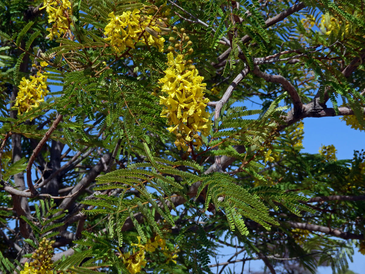 Peltophorum africanum Sond.