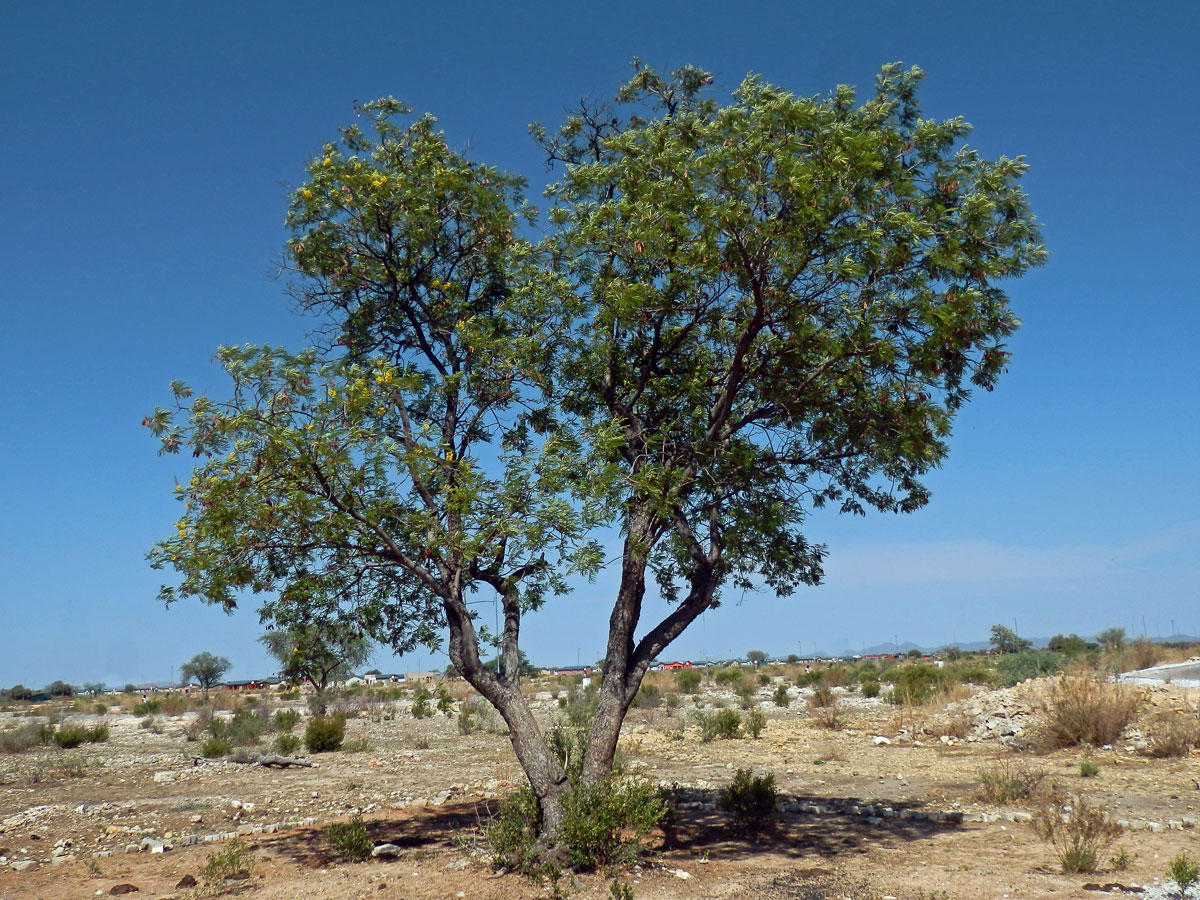 Peltophorum africanum Sond.