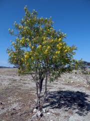 Peltophorum africanum Sond.