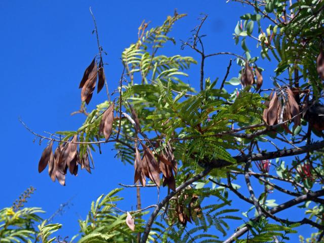 Peltophorum africanum Sond.