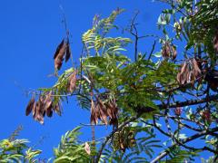 Peltophorum africanum Sond.