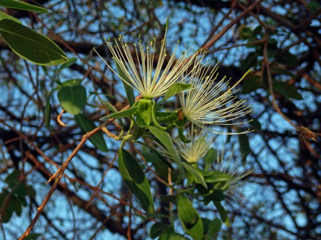 Maerua angolensis DC.