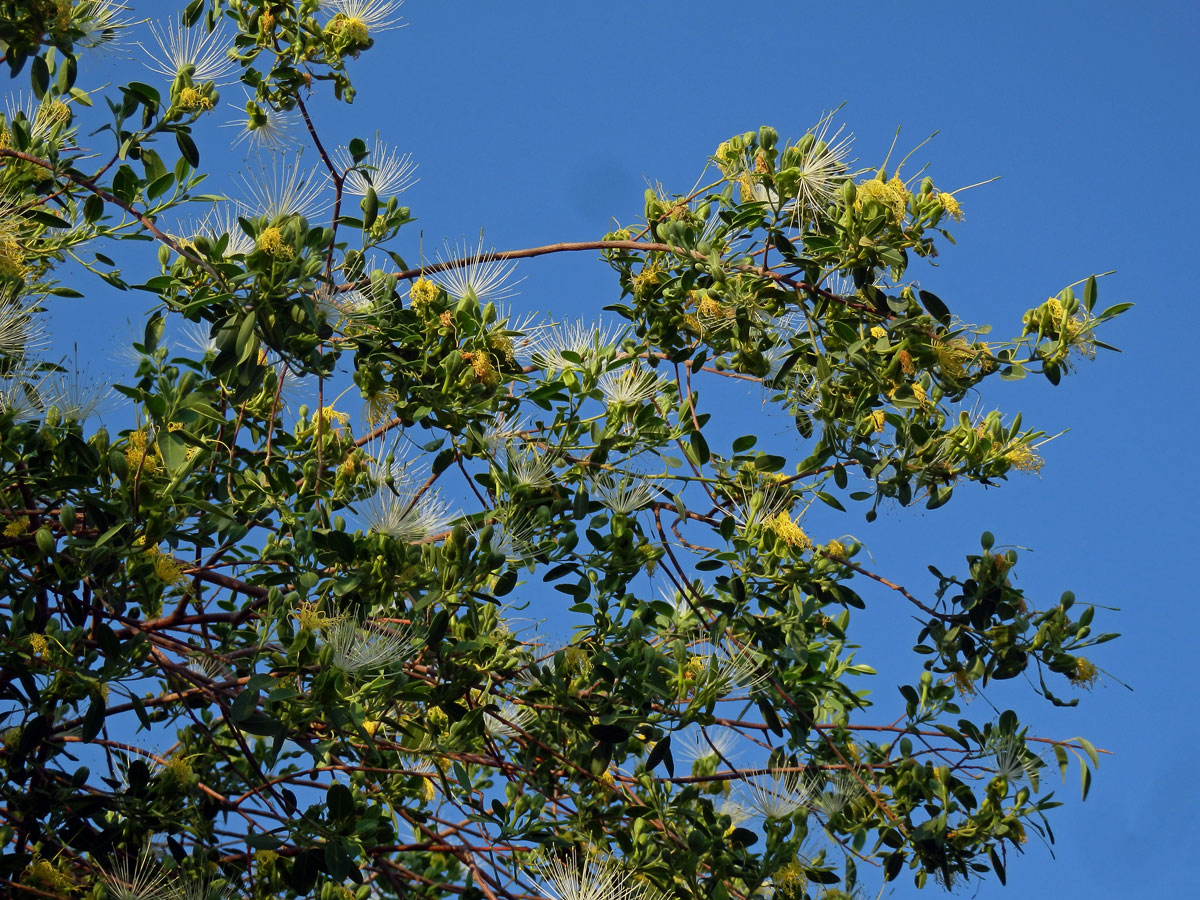 Maerua angolensis DC.