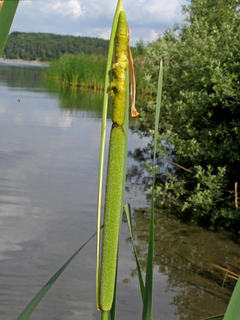 Orobinec širolistý (Typha latifolia L.)