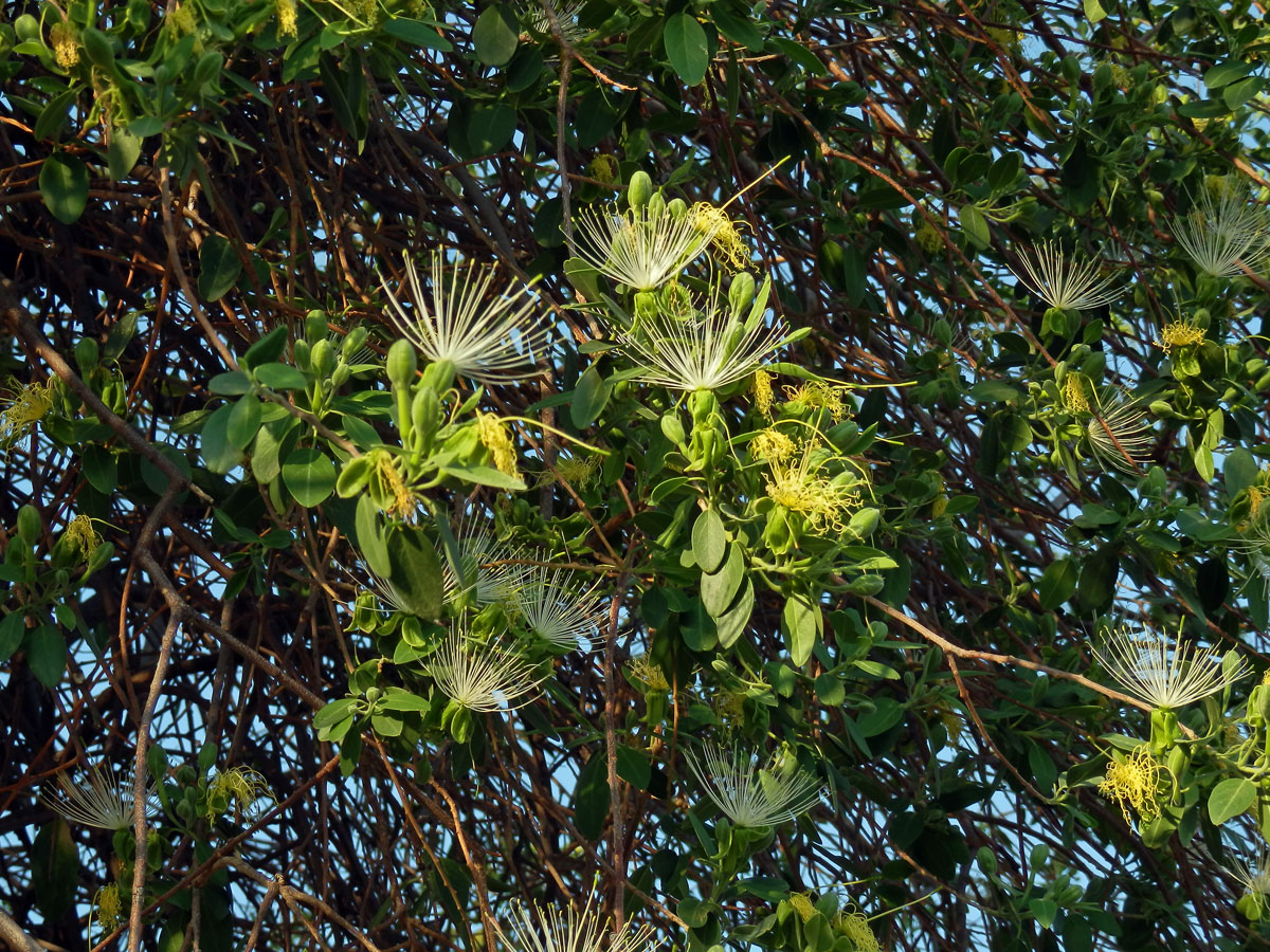 Maerua angolensis DC.