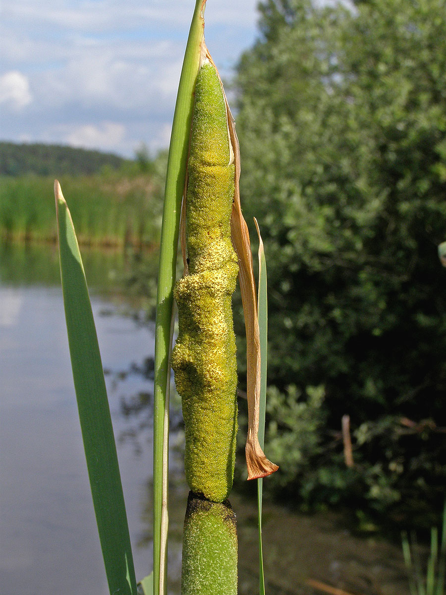 Orobinec širolistý (Typha latifolia L.)