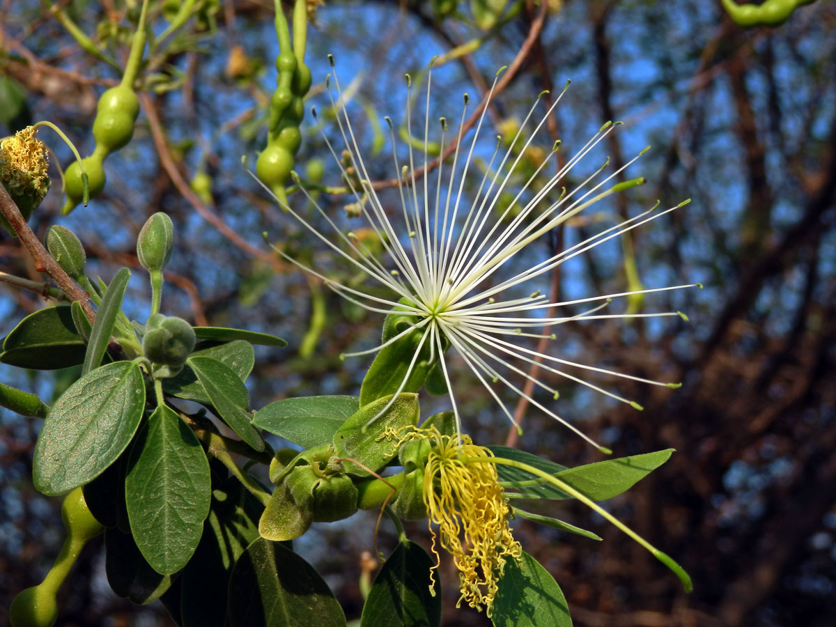 Maerua angolensis DC.