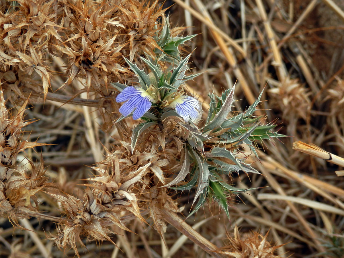 Blepharis ciliaris (L.) B. L. Burtt