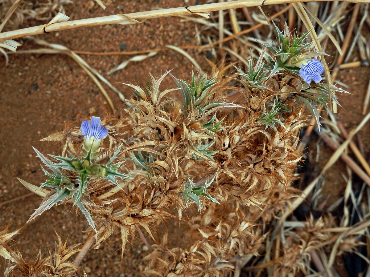 Blepharis ciliaris (L.) B. L. Burtt