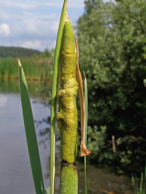 Orobinec širolistý (Typha latifolia L.)