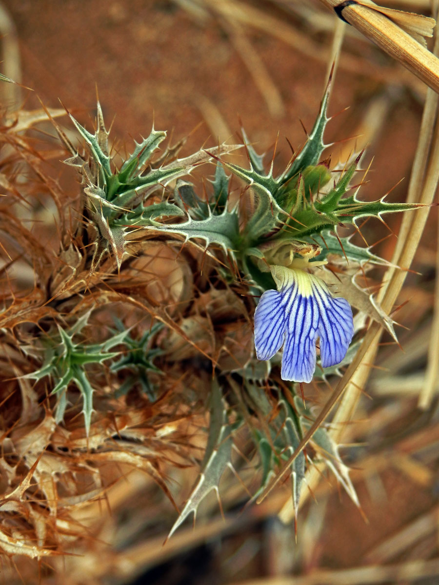 Blepharis ciliaris (L.) B. L. Burtt