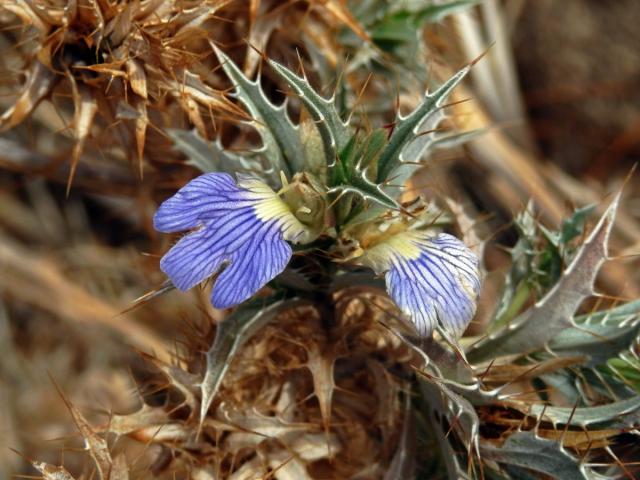 Blepharis ciliaris (L.) B. L. Burtt