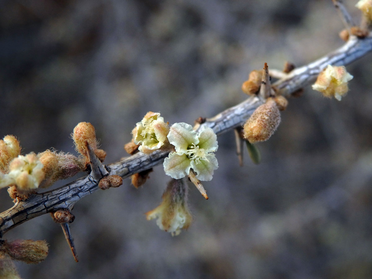 Phaeoptilum spinosum Radlk.