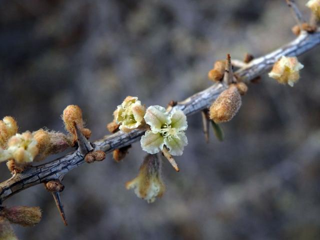 Phaeoptilum spinosum Radlk.